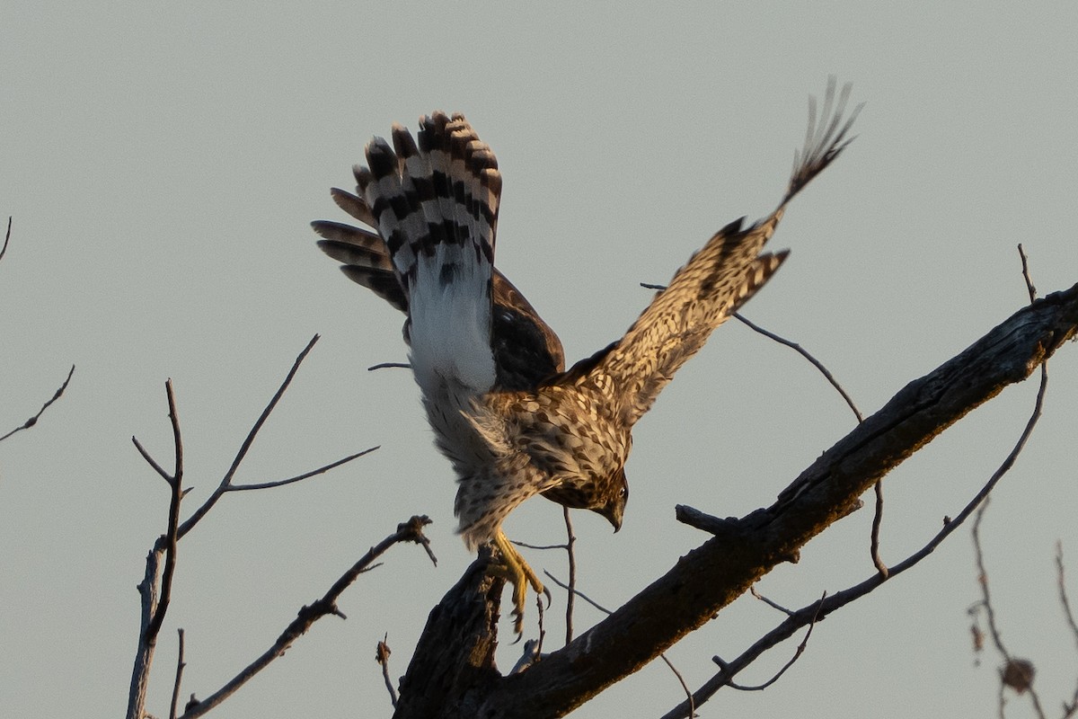 Cooper's Hawk - ML642223933