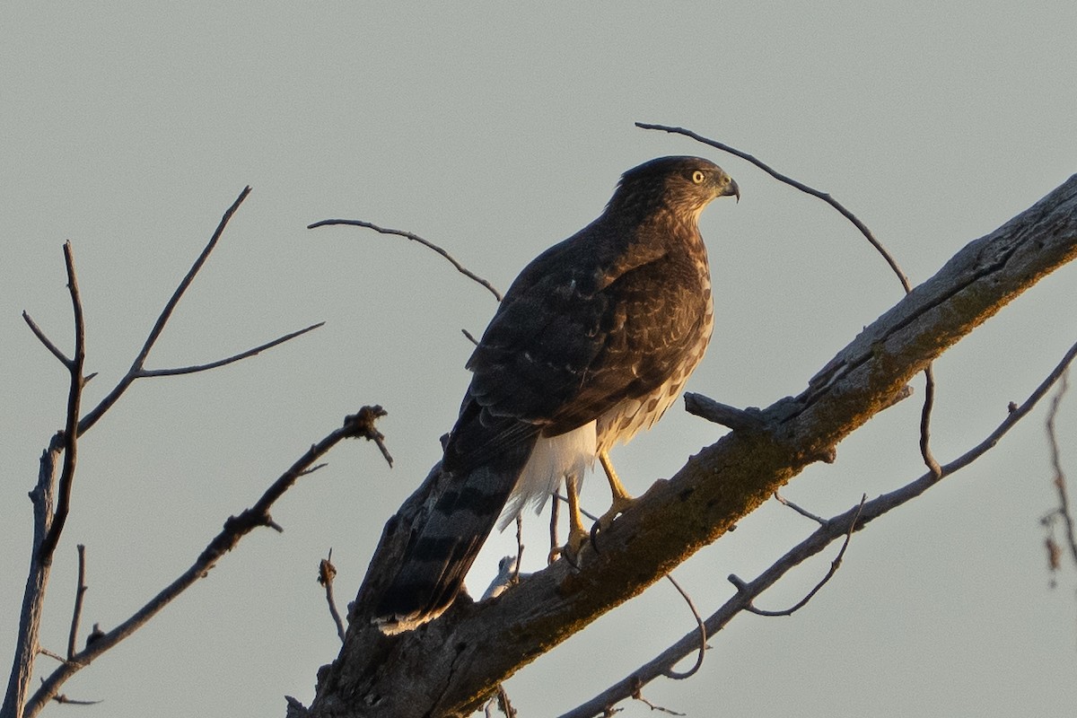 Cooper's Hawk - ML642223934