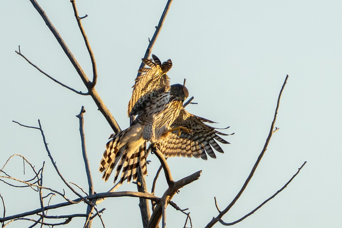 Cooper's Hawk - ML642223935