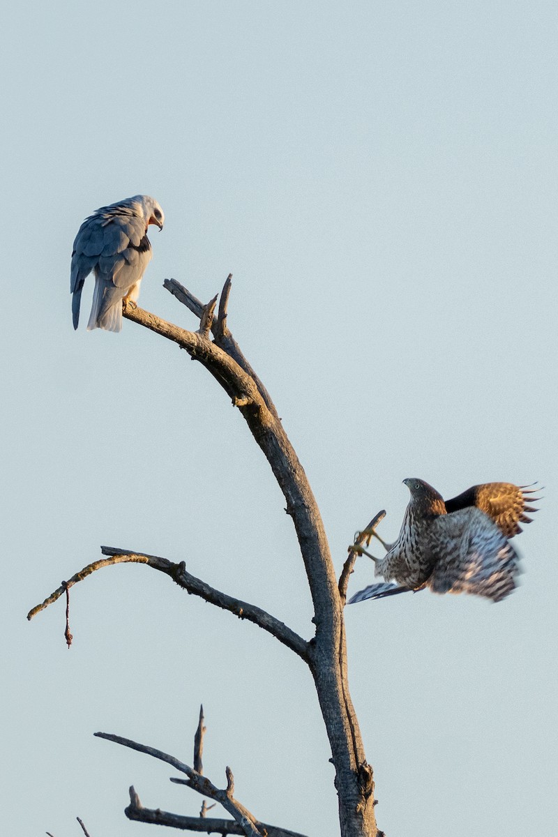 White-tailed Kite - ML642223939