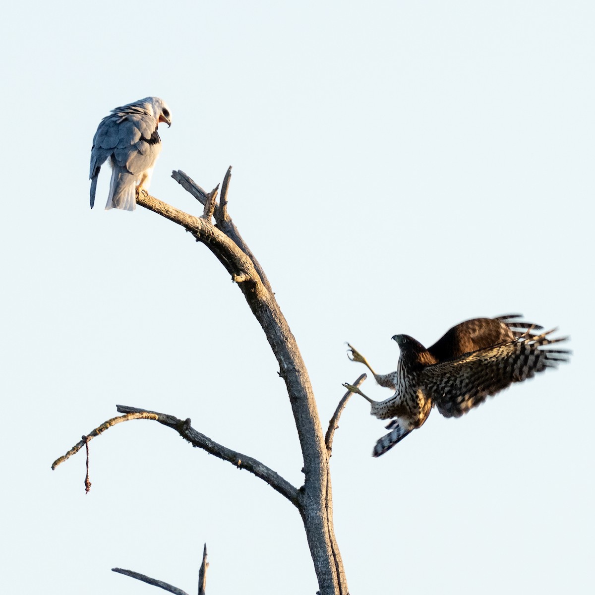 White-tailed Kite - ML642223940