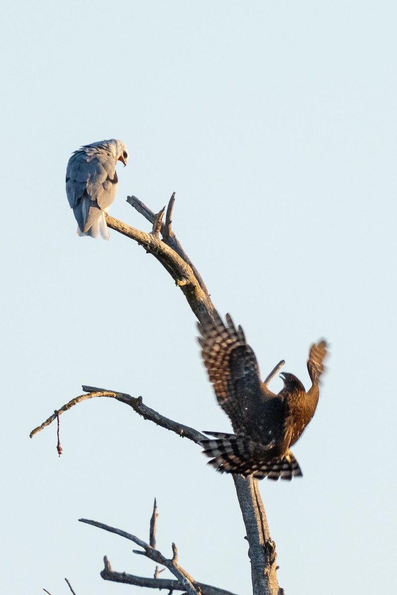 White-tailed Kite - ML642223941