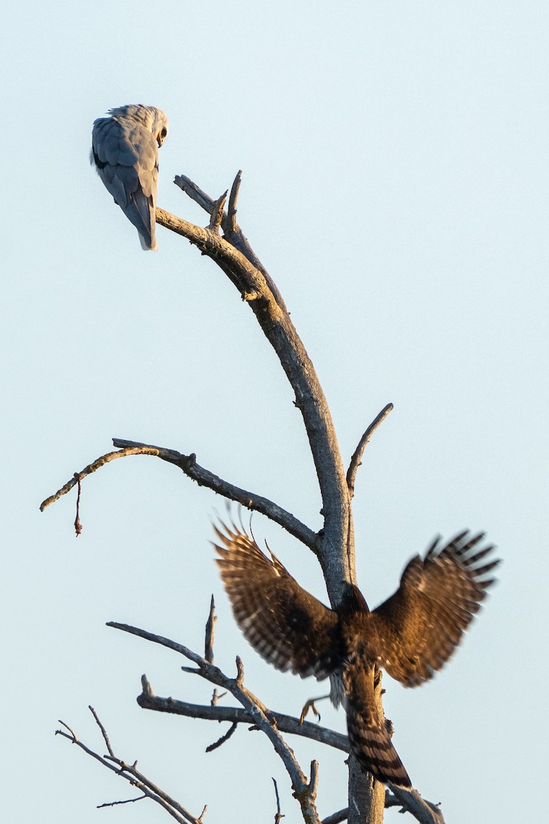 White-tailed Kite - ML642223942