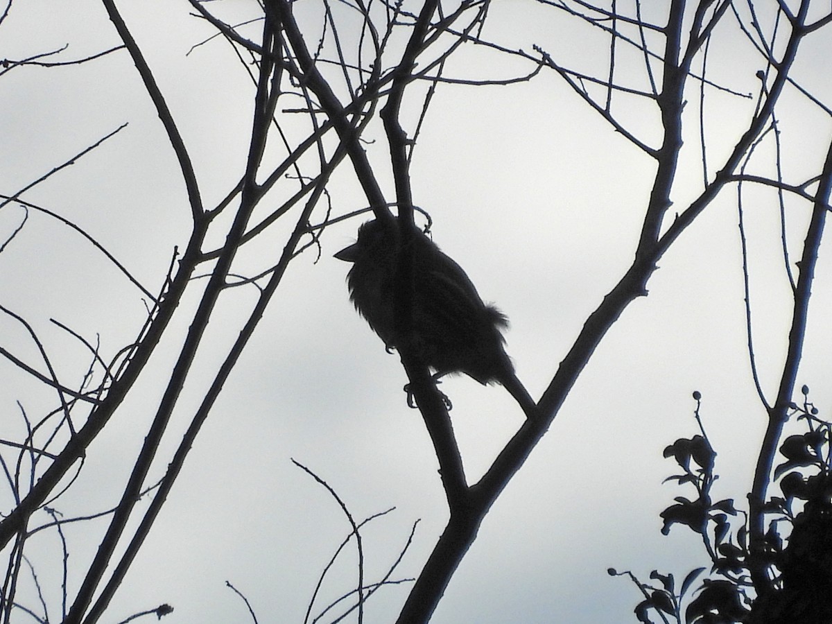 Taiwan Barbet - ML642223952