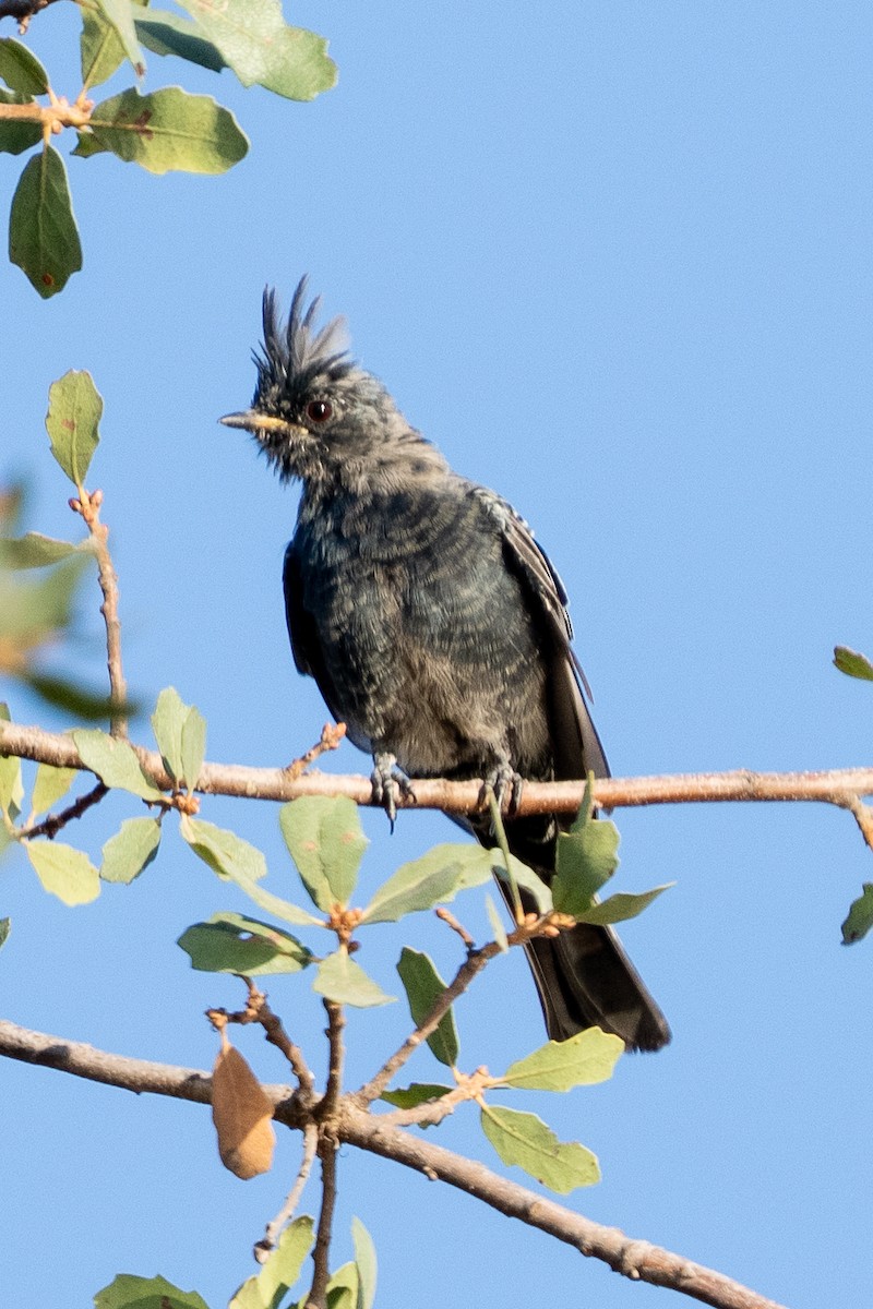 Phainopepla - ML642223954