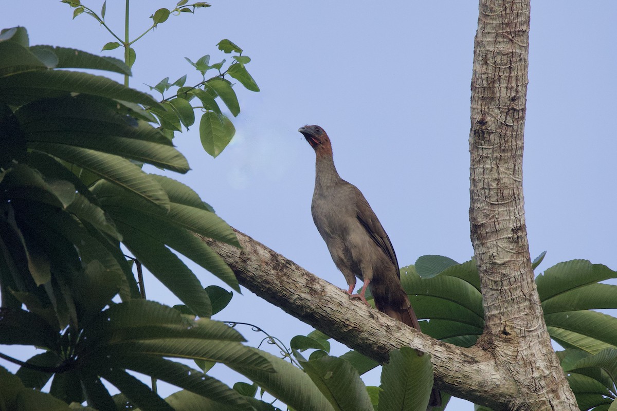Variable Chachalaca - ML642223957