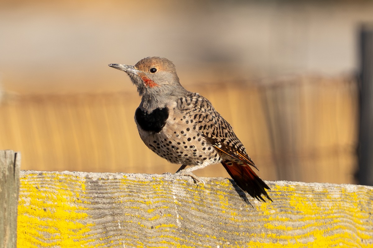 Northern Flicker - ML642223965