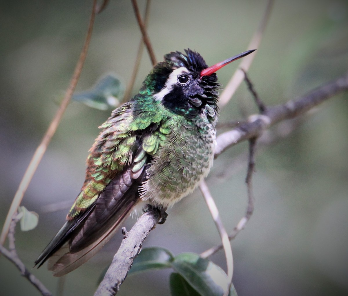 White-eared Hummingbird - ML642223970