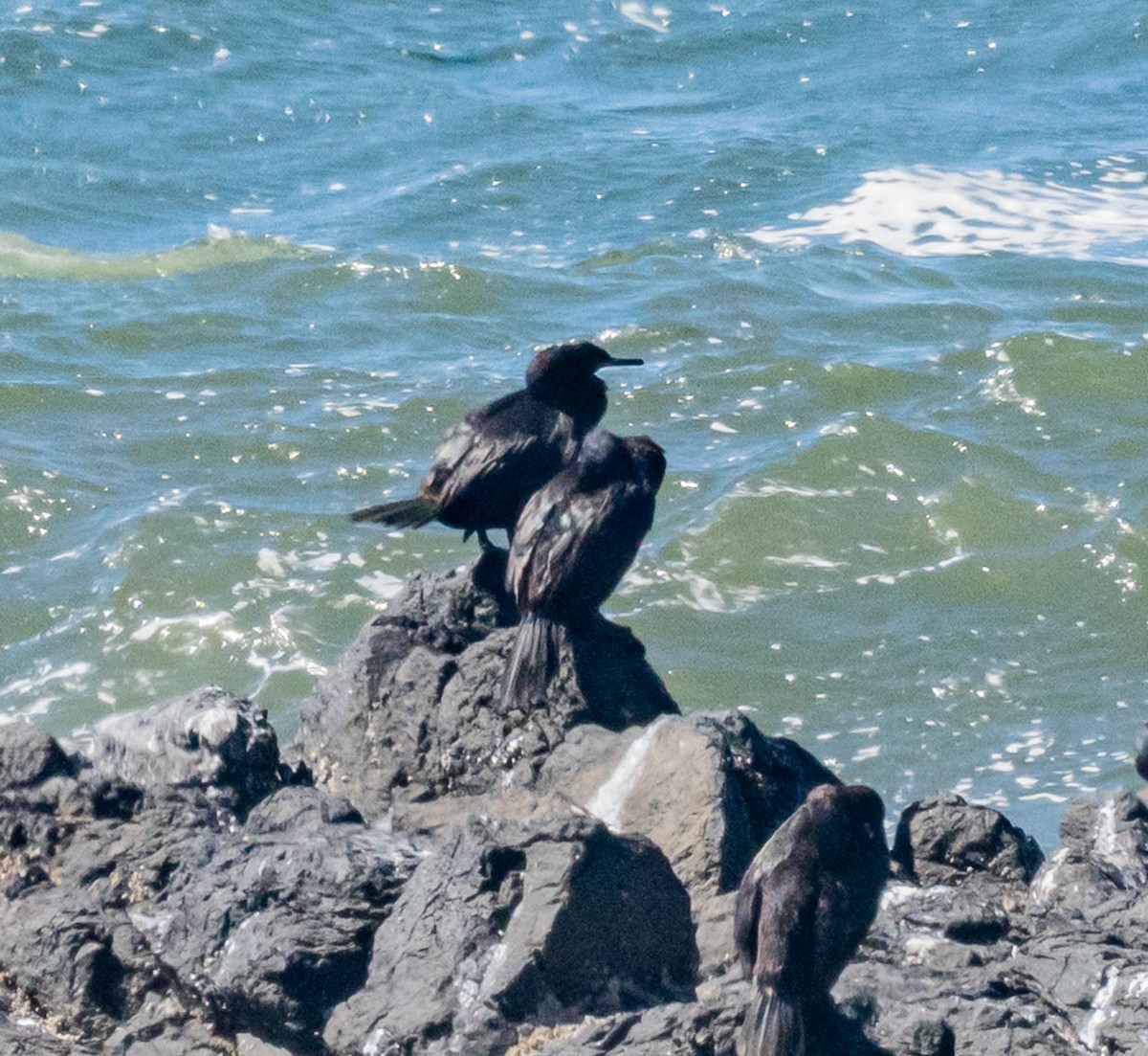 Pelagic Cormorant - ML642223983