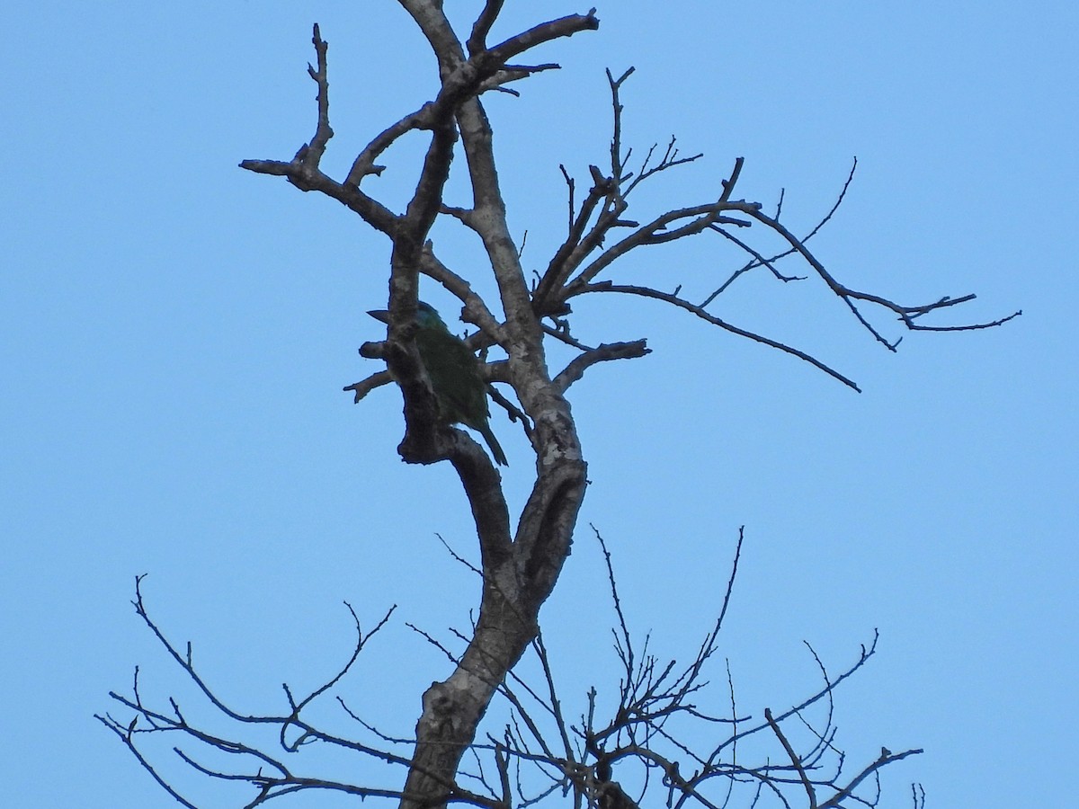 Taiwan Barbet - ML642223987