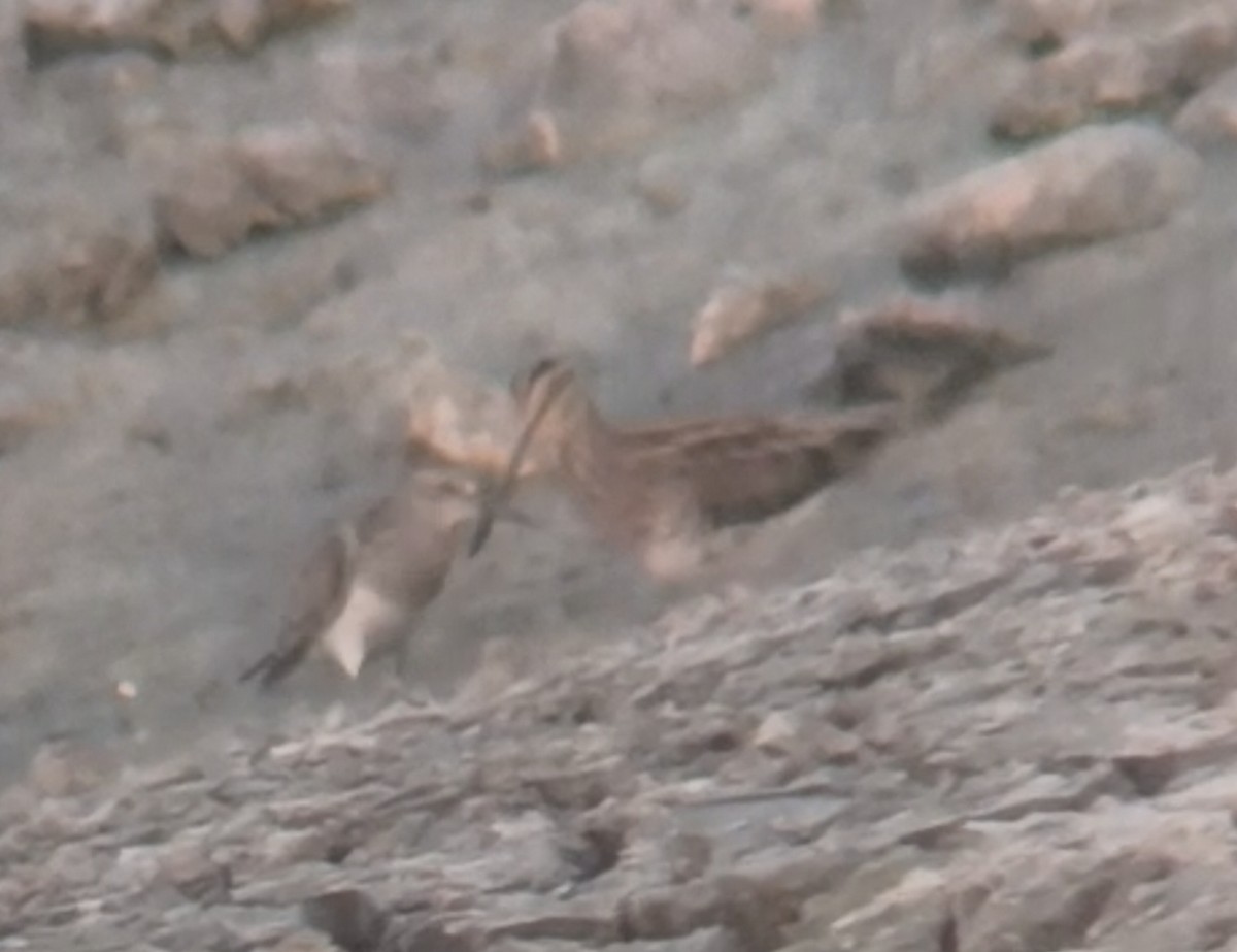 Pectoral Sandpiper - ML642224024