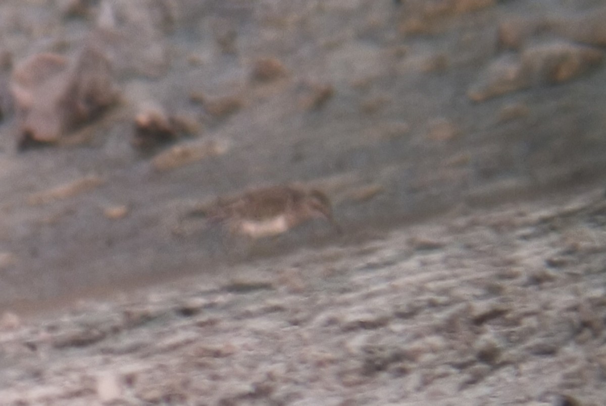 Pectoral Sandpiper - ML642224025