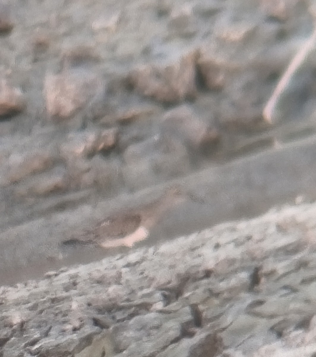 Pectoral Sandpiper - ML642224026