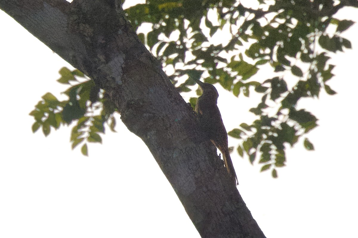 Cinnamon-throated Woodcreeper - ML642224032