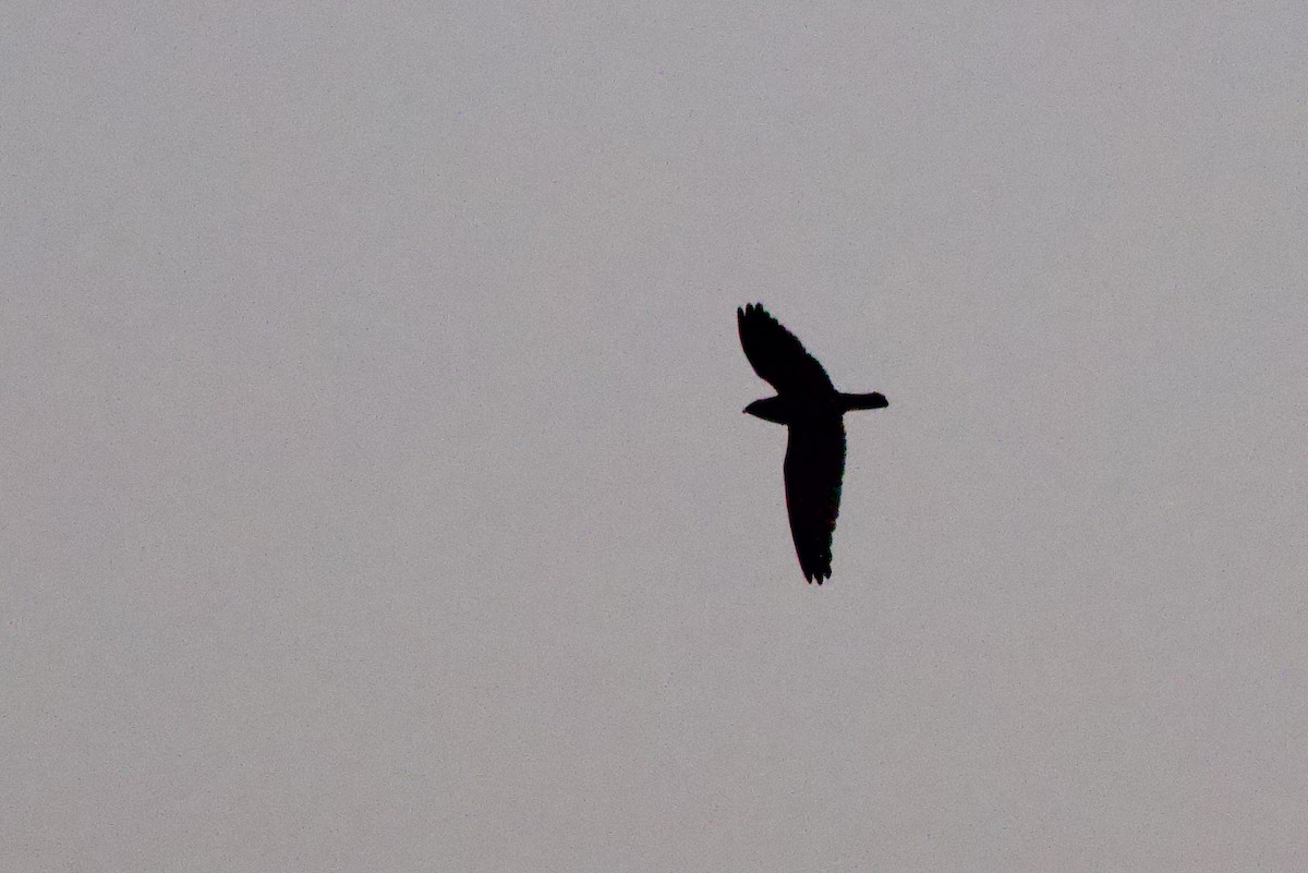 Short-tailed Nighthawk - ML642224043
