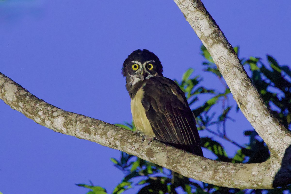 Spectacled Owl - ML642224053