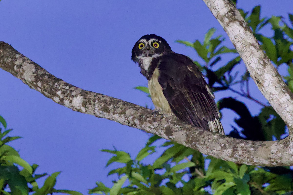 Spectacled Owl - ML642224059