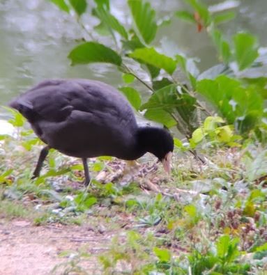 Eurasian Coot - ML642224065