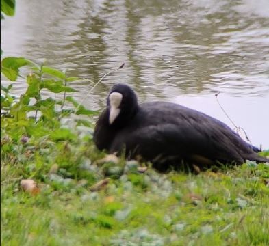 Eurasian Coot - ML642224066