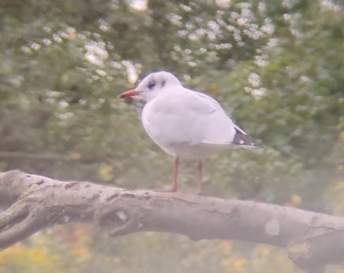 Black-headed Gull - ML642224074