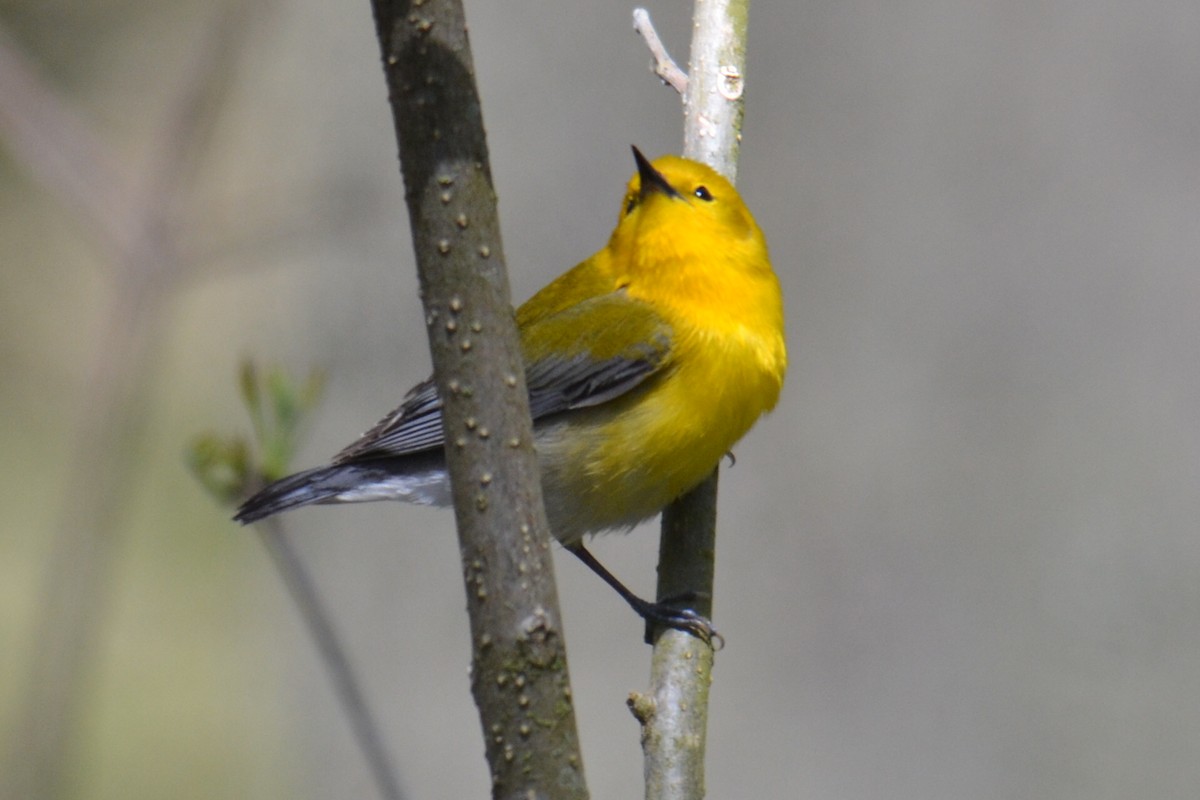 Prothonotary Warbler - ML642224079