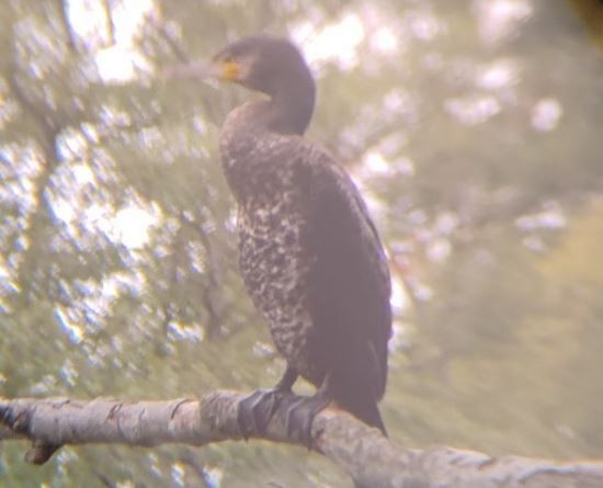 Great Cormorant - ML642224080