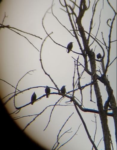 European Starling - ML642224085