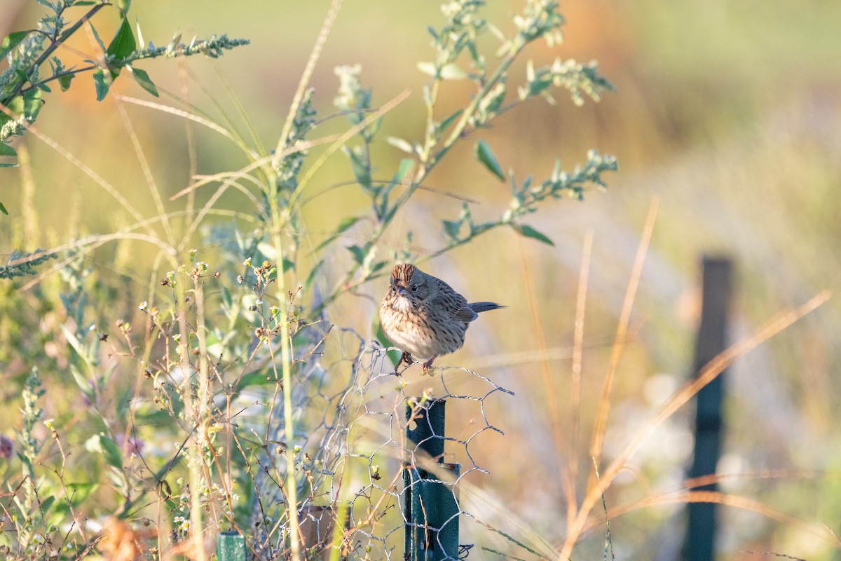 Lincoln's Sparrow - ML642224098