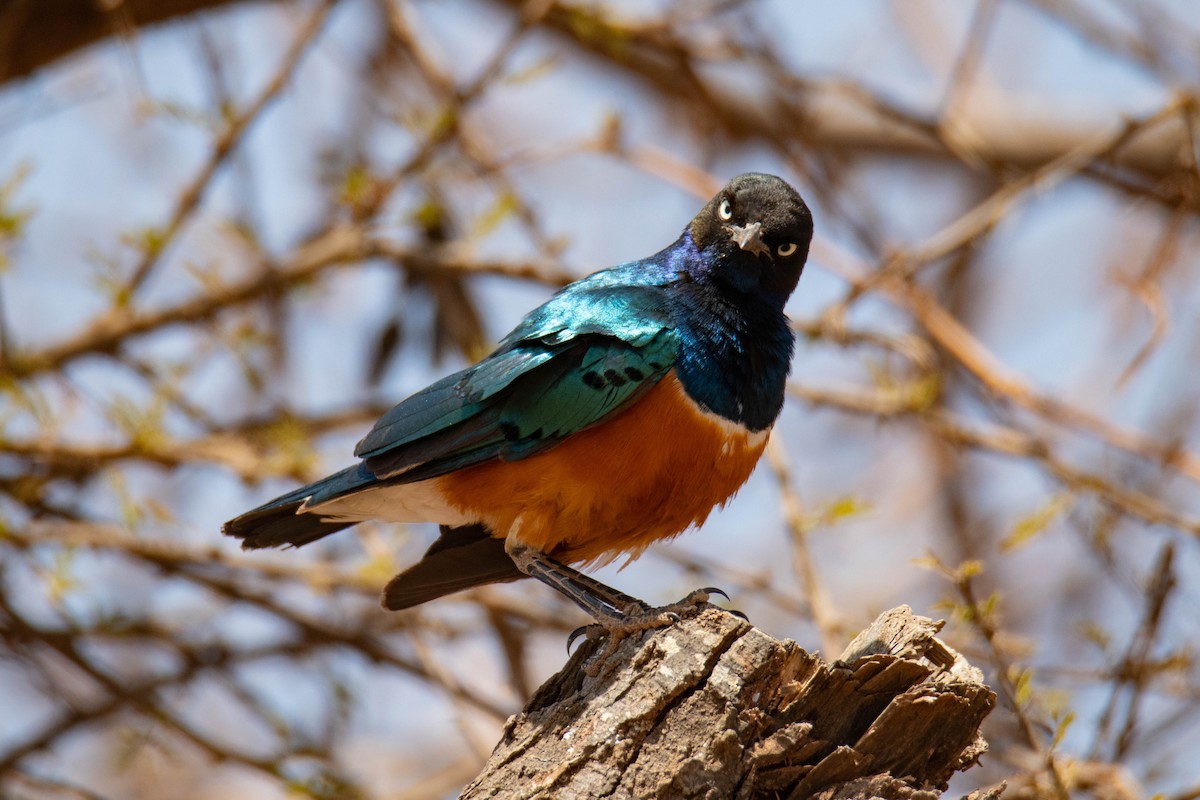 Choucador superbe - ML642224129