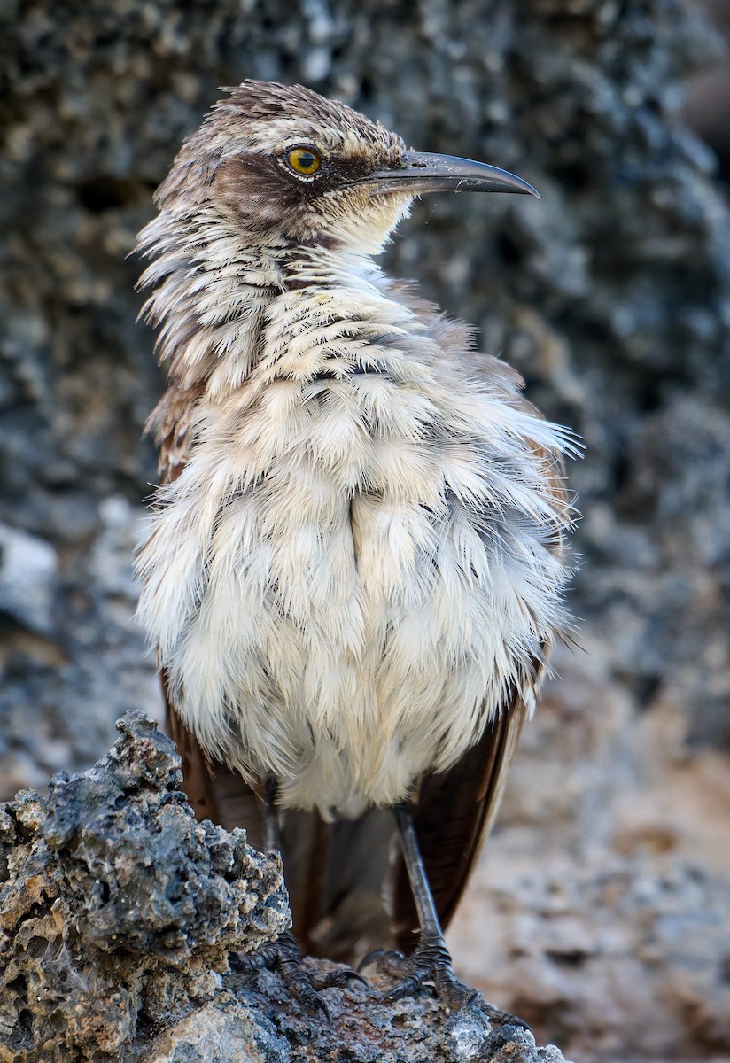 Galapagos Mockingbird - ML642224133