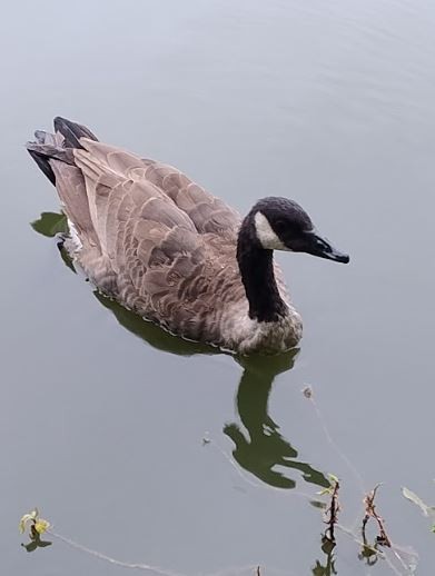 Canada Goose - ML642224135