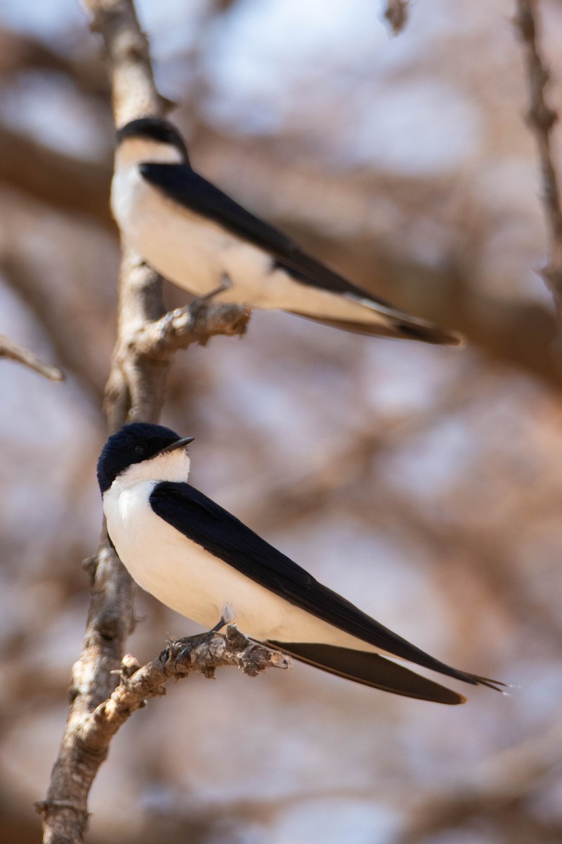 White-tailed Swallow - ML642224139