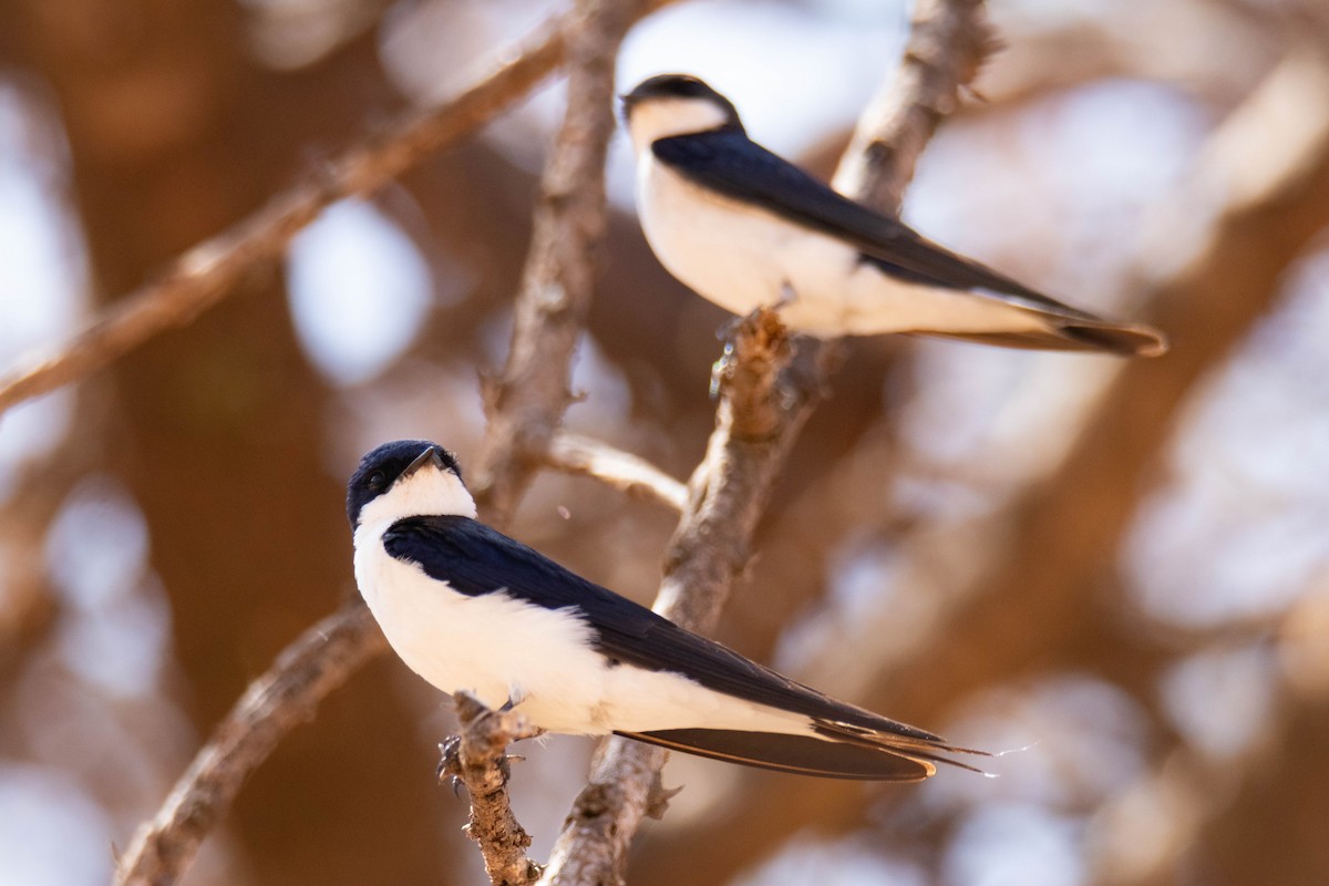 White-tailed Swallow - ML642224140
