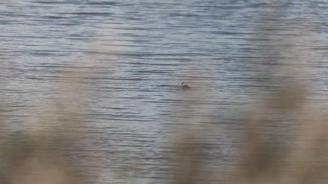 Phalarope à bec étroit - ML642224158
