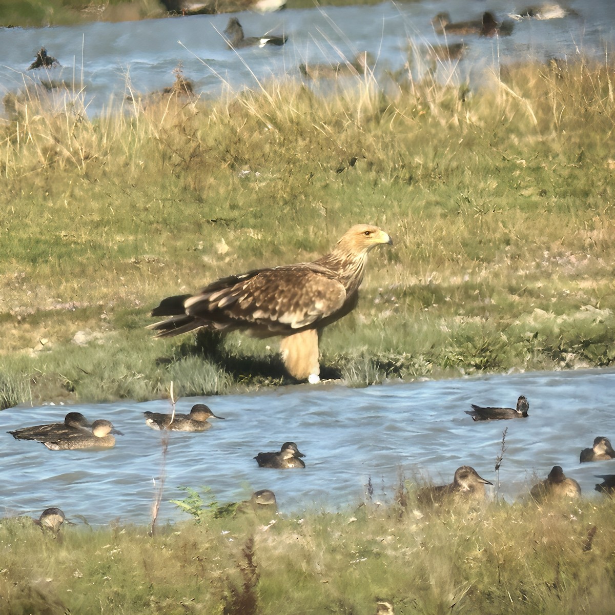 Águila Imperial Oriental - ML642224168