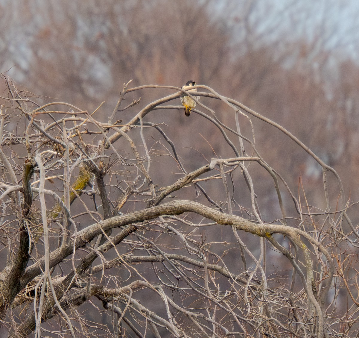 Peregrine Falcon - ML642224169