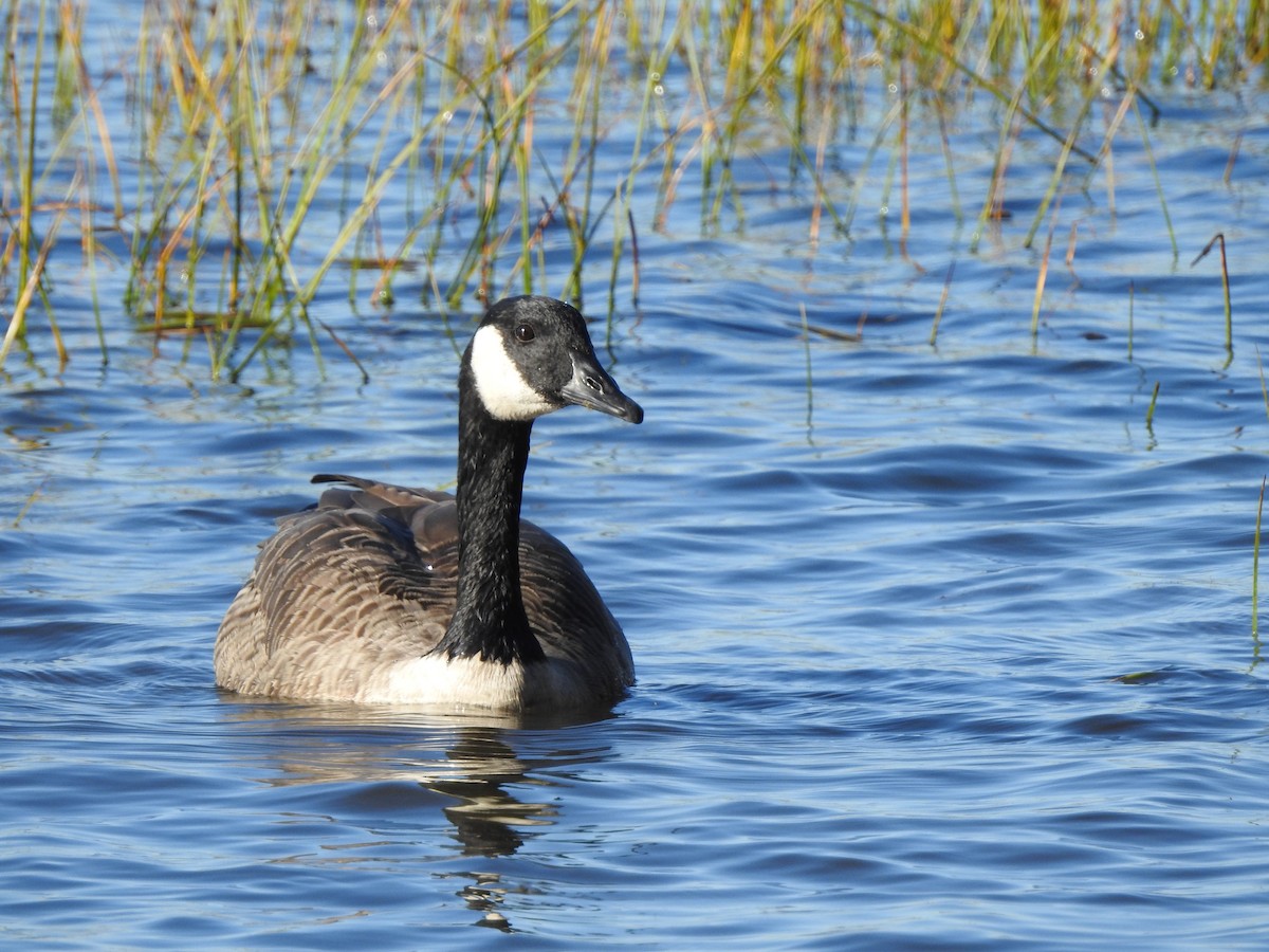 Canada Goose - ML642224187