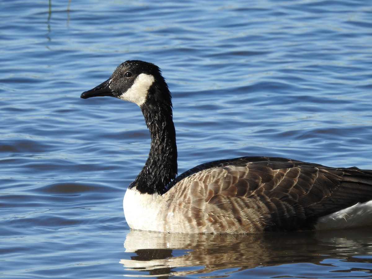 Canada Goose - ML642224188