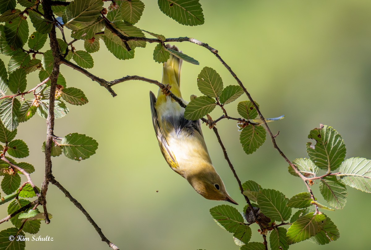 Paruline jaune - ML642224208