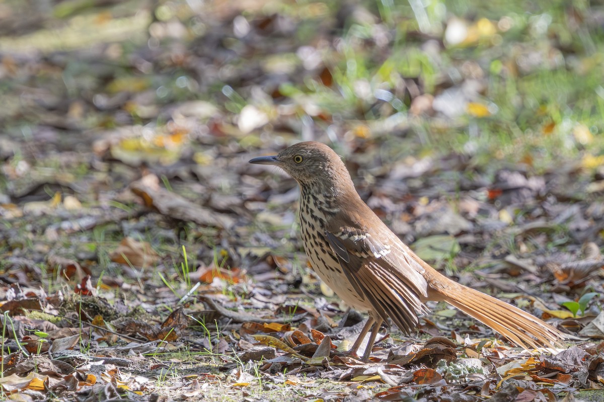 Brown Thrasher - ML642224251