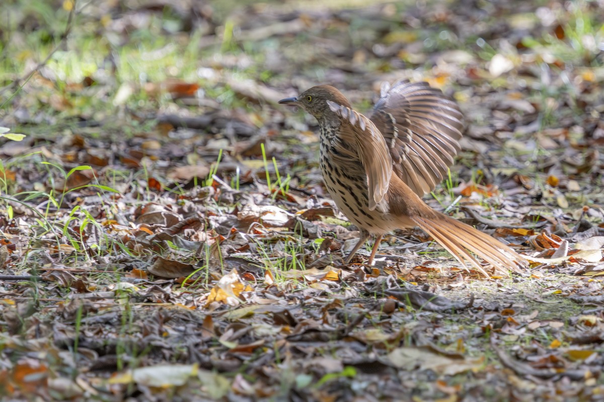 Brown Thrasher - ML642224252