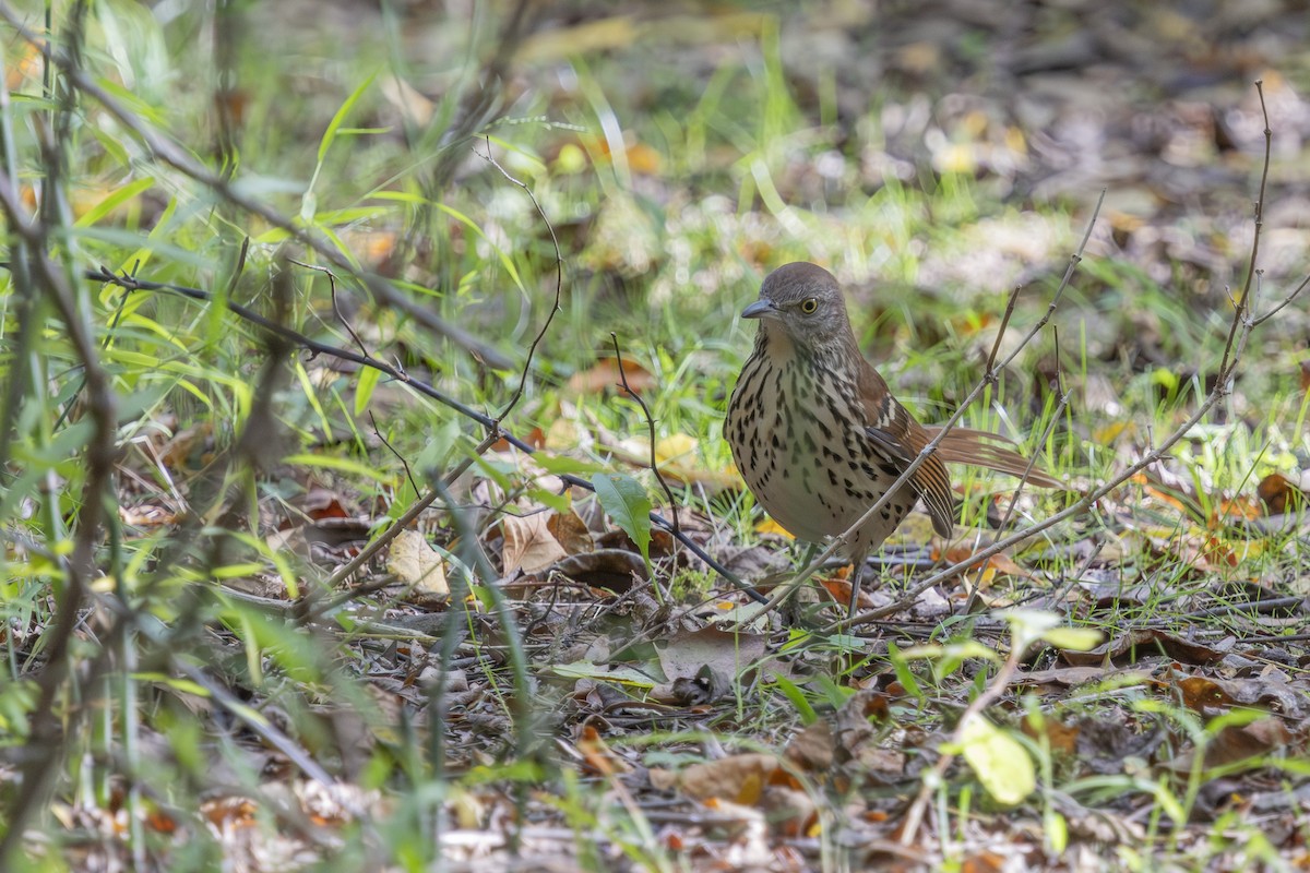 Brown Thrasher - ML642224253