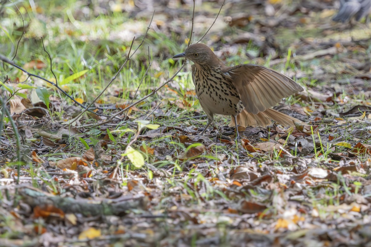 Brown Thrasher - ML642224254