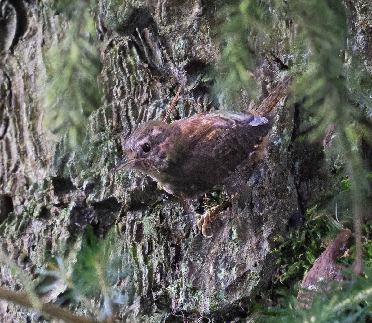 Pacific Wren - ML642224272