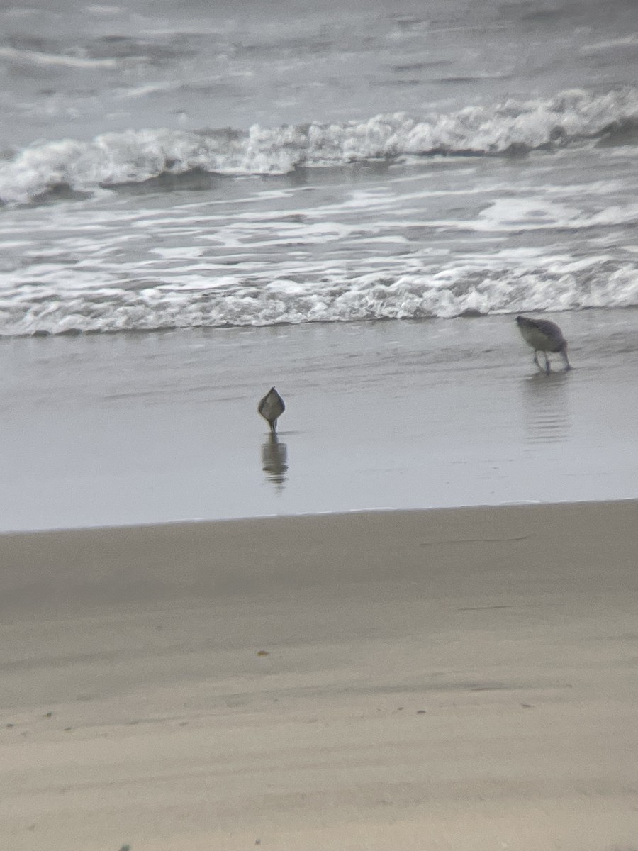 Red Knot - ML642224291