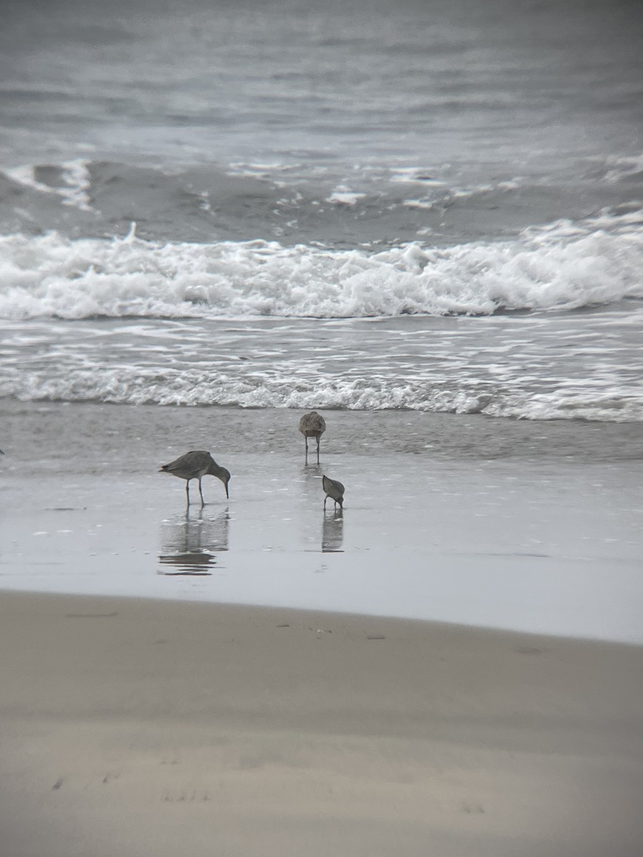 Red Knot - ML642224293