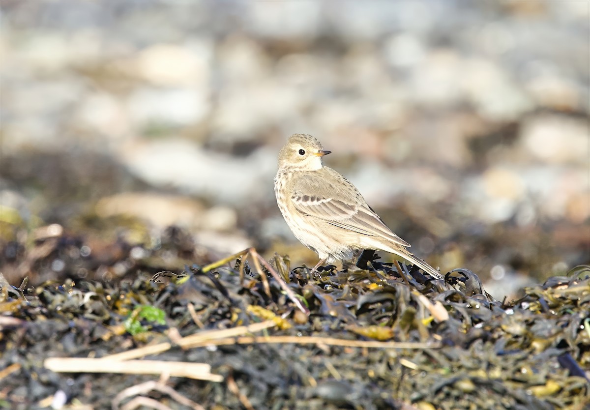 Pipit d'Amérique - ML642224311