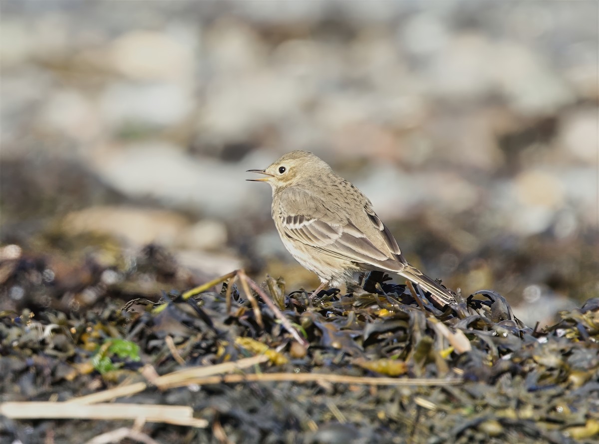 Pipit d'Amérique - ML642224313