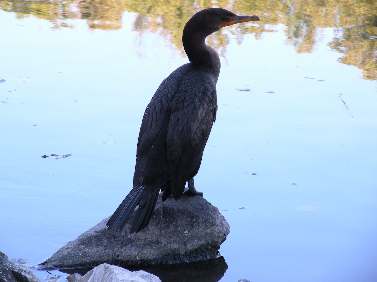 Double-crested Cormorant - ML642224346
