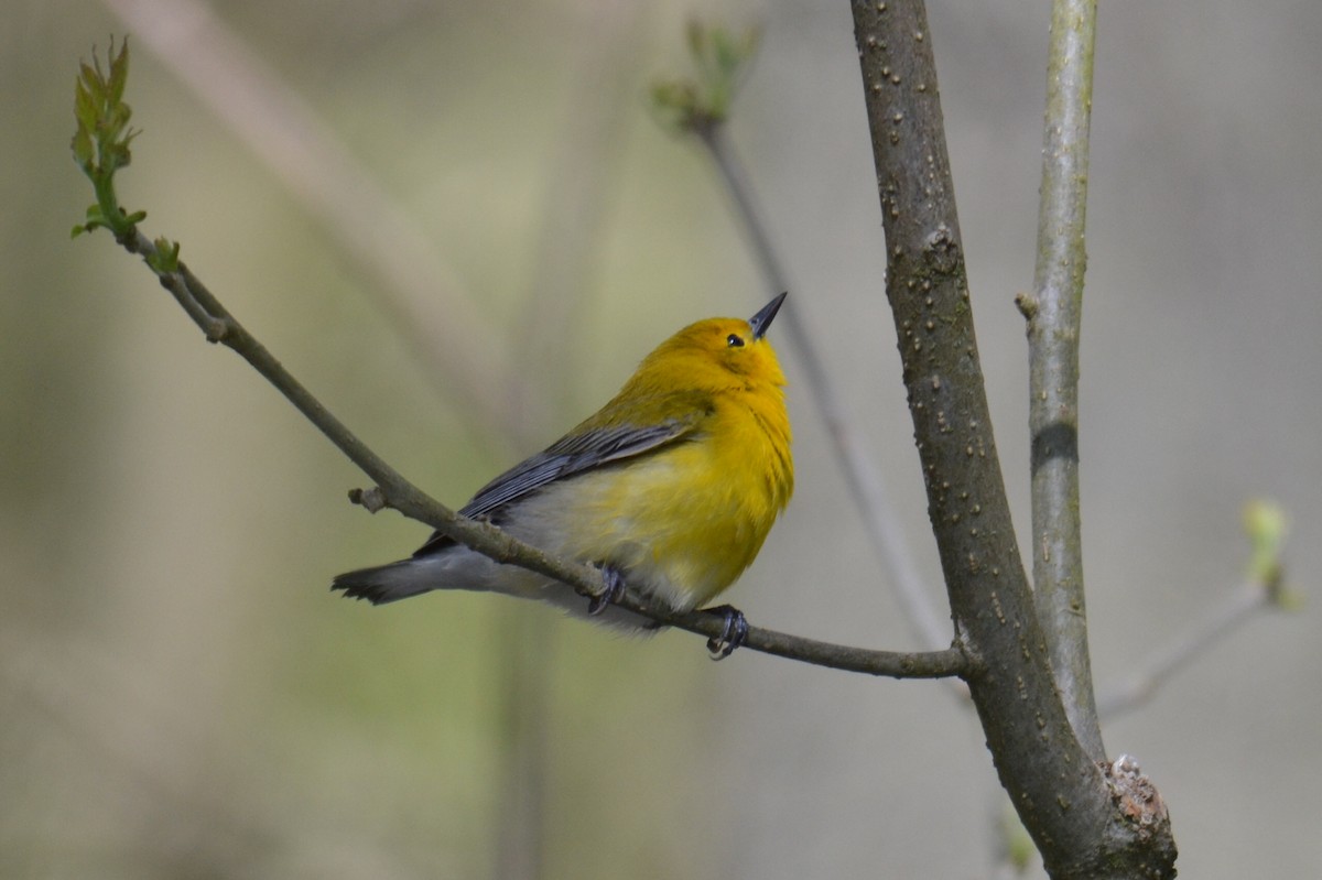 Prothonotary Warbler - ML642224353